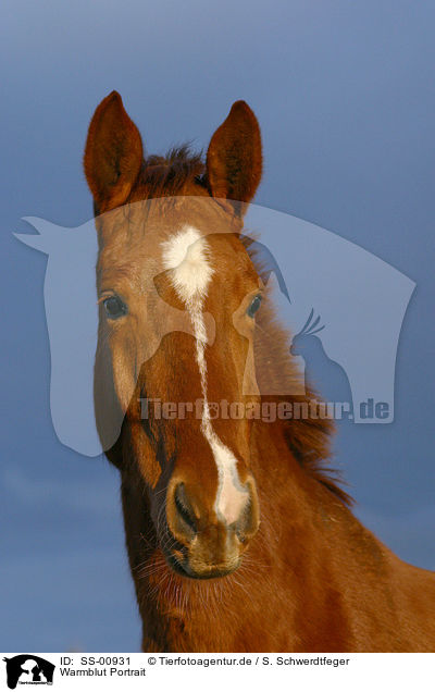 Warmblut Portrait / warmblood portrait / SS-00931