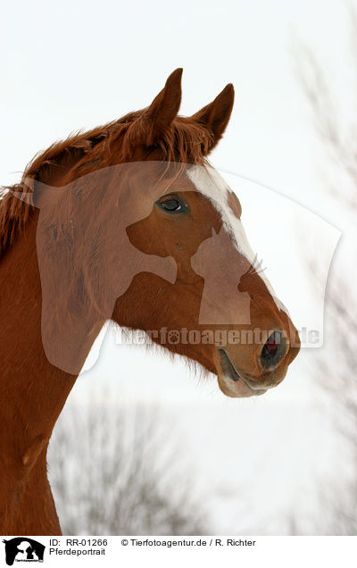 Pferdeportrait / horse head / RR-01266