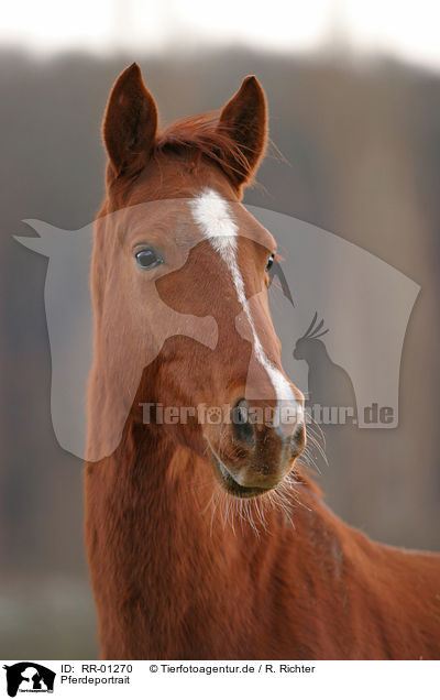 Pferdeportrait / horse head / RR-01270