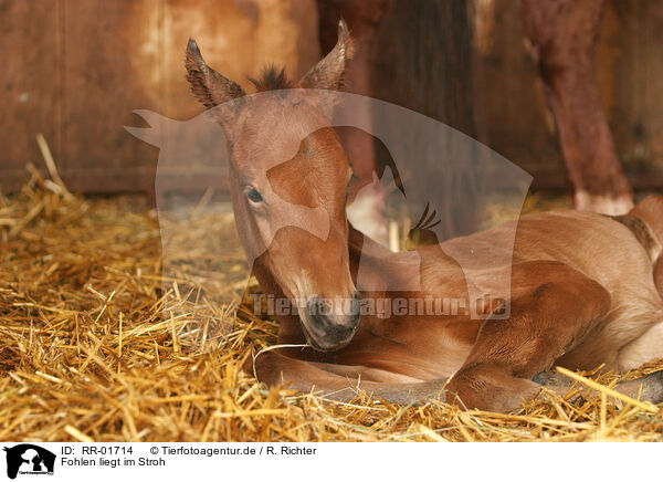 Fohlen liegt im Stroh / lying foal in straw / RR-01714