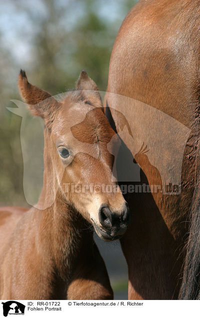 Fohlen Portrait / foal head / RR-01722