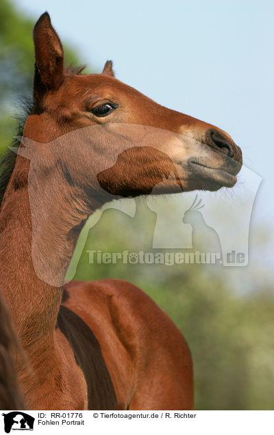 Fohlen Portrait / foal head / RR-01776