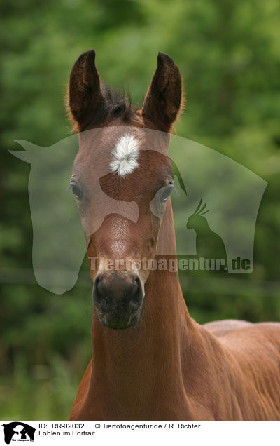 Fohlen im Portrait / foal portrait / RR-02032
