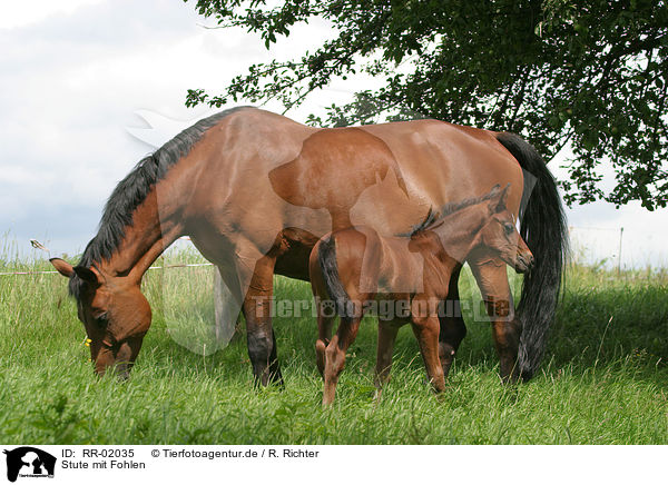 Stute mit Fohlen / mare with foal / RR-02035
