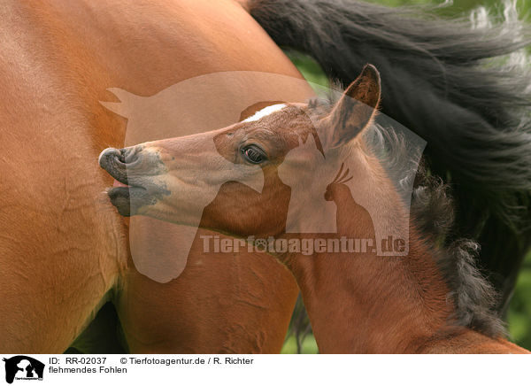 flehmendes Fohlen / foal head / RR-02037