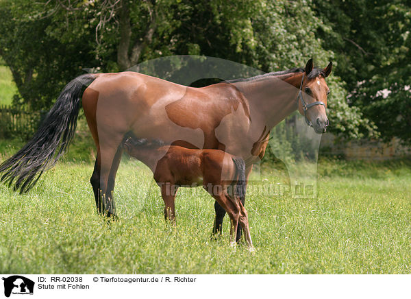 Stute mit Fohlen / mare with foal / RR-02038
