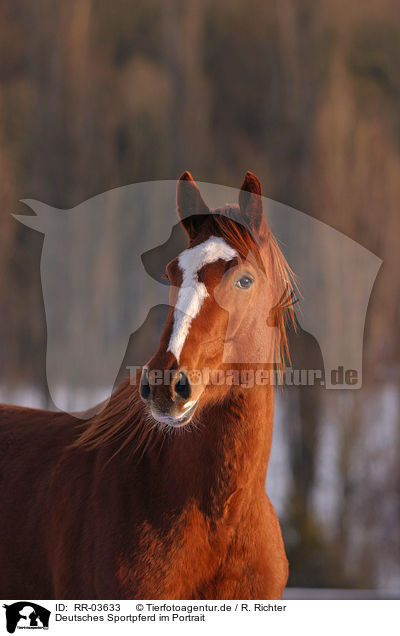 Deutsches Sportpferd im Portrait / horse portrait / RR-03633
