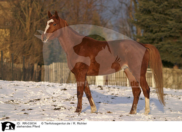 stehendes Pferd / standing horse / RR-03634