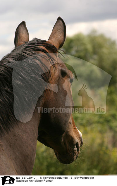 Sachsen Anhaltiner Portrait / warmblood portrait / SS-02040