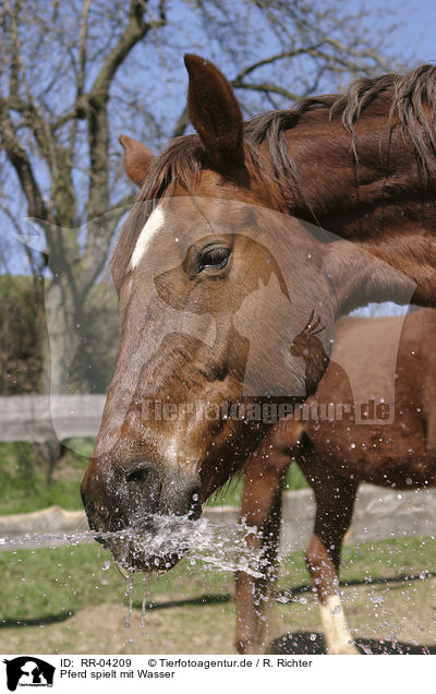 Pferd spielt mit Wasser / horse and water / RR-04209