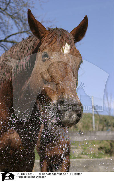 Pferd spielt mit Wasser / horse and water / RR-04210