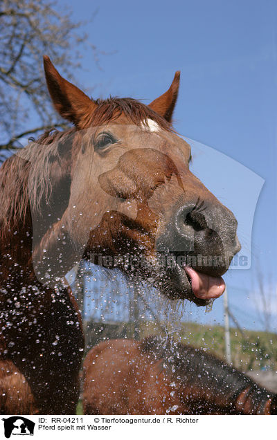 Pferd spielt mit Wasser / RR-04211