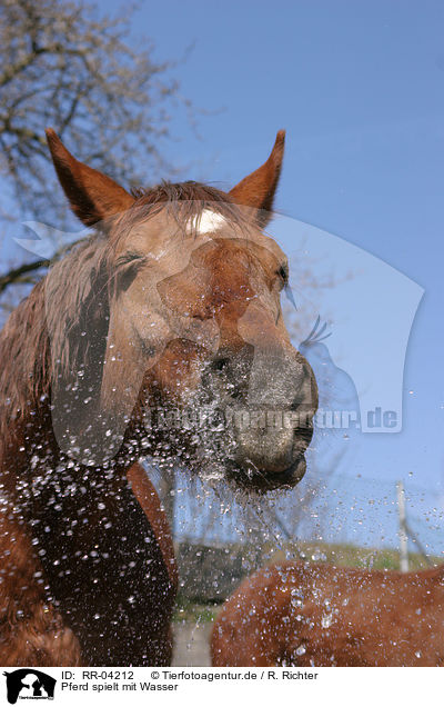 Pferd spielt mit Wasser / horse and water / RR-04212