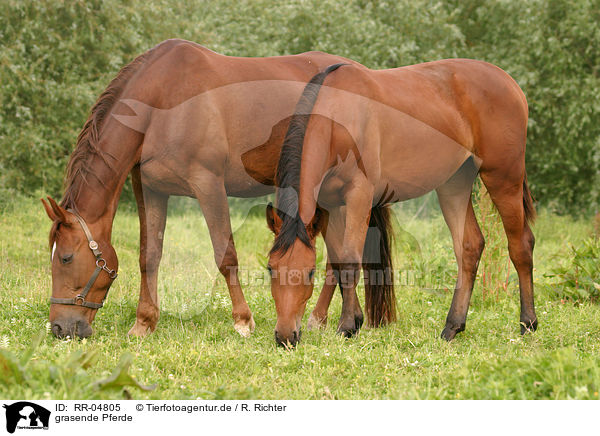 grasende Pferde / RR-04805