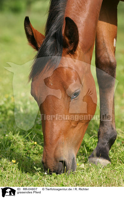grasendes Pferd / RR-04807