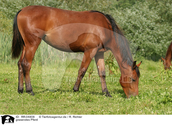 grasendes Pferd / RR-04808