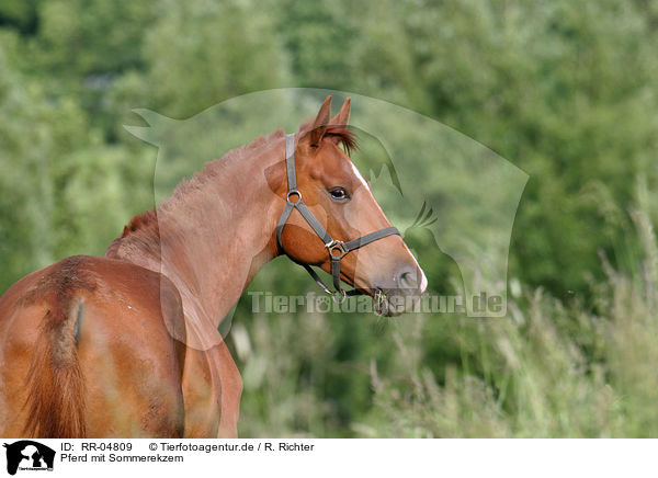 Pferd mit Sommerekzem / RR-04809