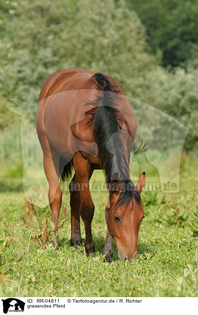 grasendes Pferd / RR-04811