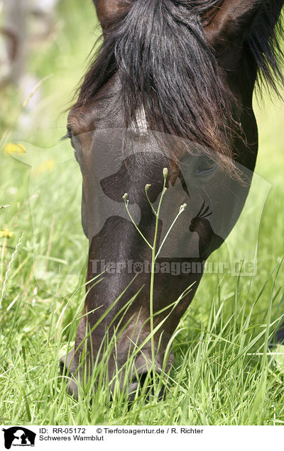 Schweres Warmblut / black horse / RR-05172