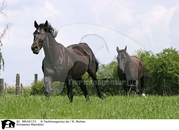 Schweres Warmblut / black horse / RR-05173