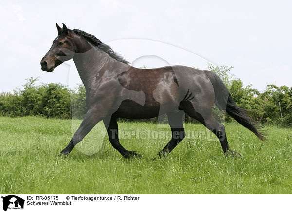 Schweres Warmblut / black horse / RR-05175