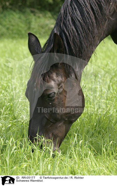 Schweres Warmblut / black horse / RR-05177