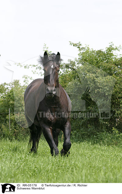 Schweres Warmblut / black horse / RR-05178