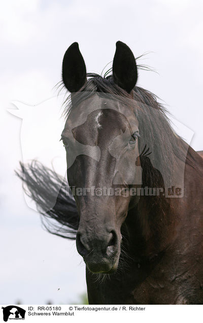 Schweres Warmblut / black horse / RR-05180