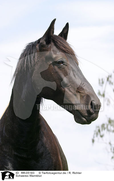 Schweres Warmblut / RR-05183