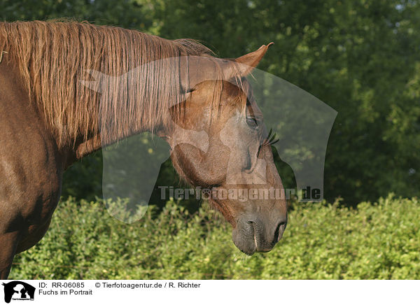 Fuchs im Portrait / horsehead / RR-06085