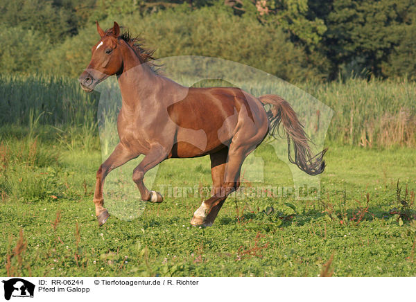 Pferd im Galopp / RR-06244