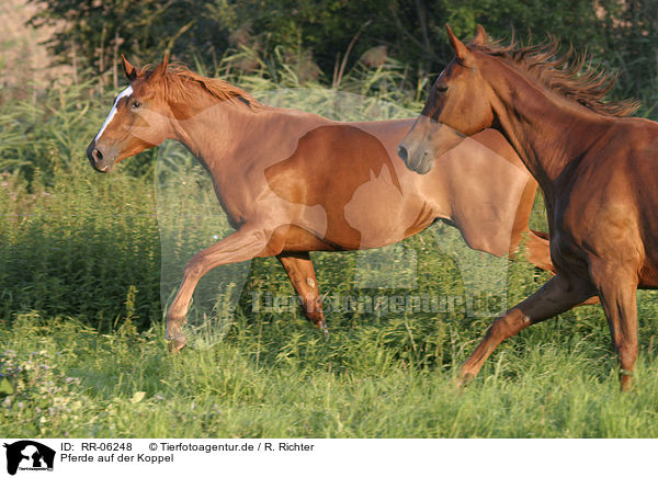 Pferde auf der Koppel / horses / RR-06248