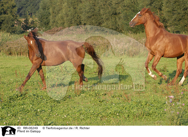 Pferd im Galopp / running horse / RR-06249