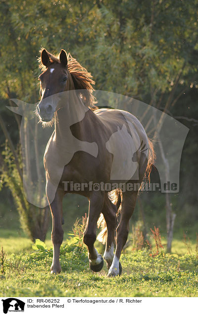 trabendes Pferd / running horse / RR-06252