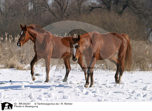 Pferde in Bewegung / horses in action / RR-06297