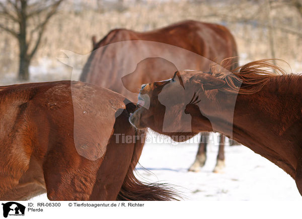 Pferde / horses / RR-06300