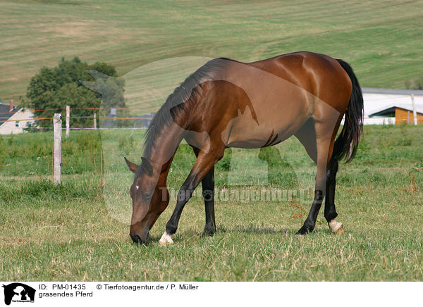 grasendes Pferd / PM-01435