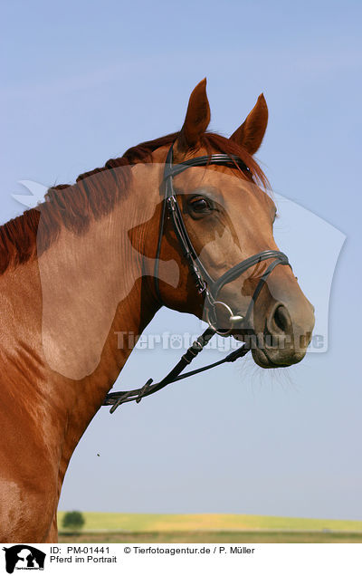 Pferd im Portrait / horse head / PM-01441