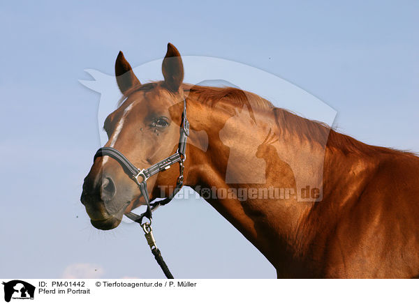 Pferd im Portrait / PM-01442