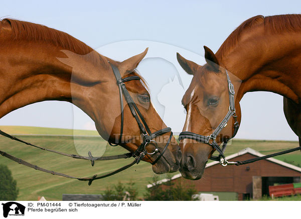 Pferde begren sich / two horses / PM-01444