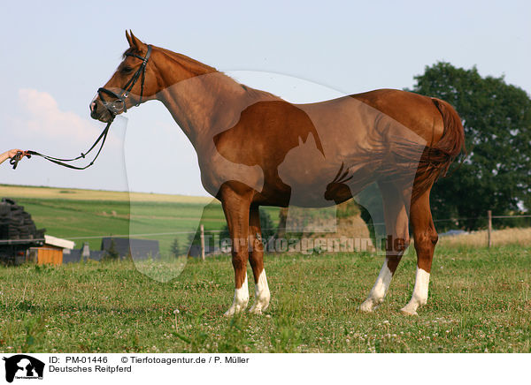 Deutsches Reitpferd / horse / PM-01446