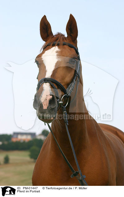 Pferd im Portrait / horse head / PM-01447