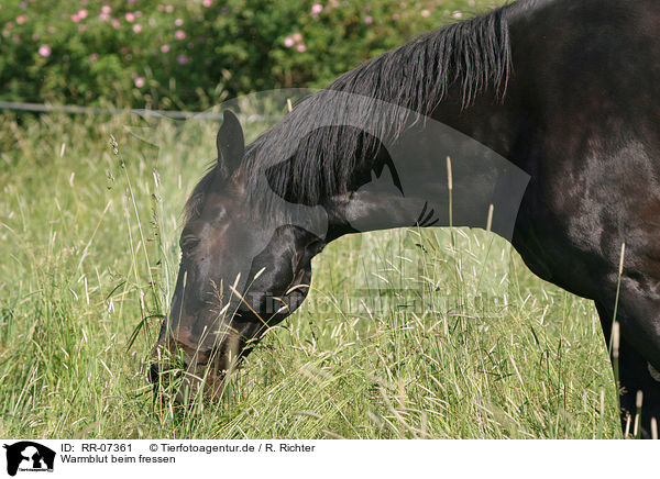 Warmblut beim fressen / grazing horse / RR-07361