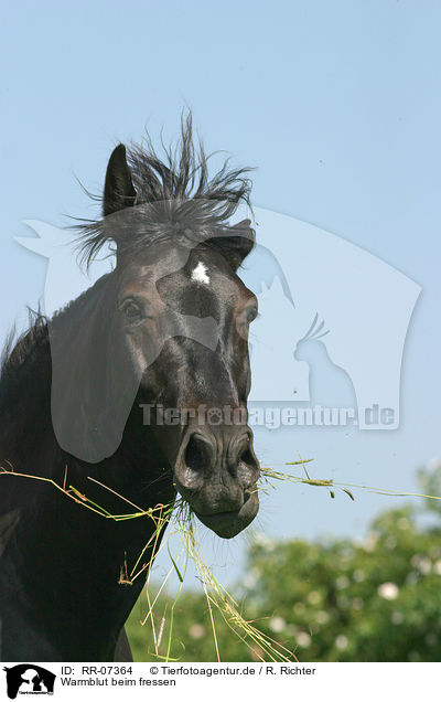 Warmblut beim fressen / RR-07364