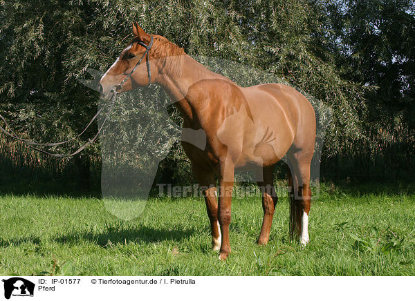 Pferd / horse / IP-01577