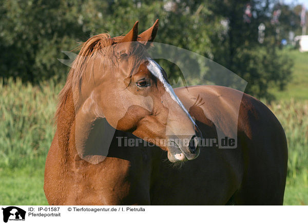 Pferdeportrait / horse head / IP-01587