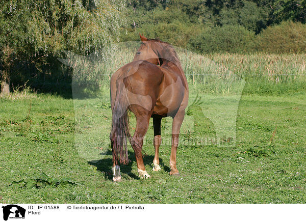 Pferd / IP-01588