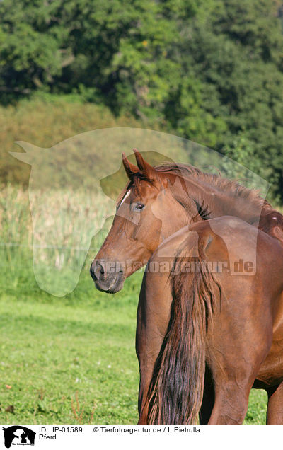 Pferd / horse / IP-01589