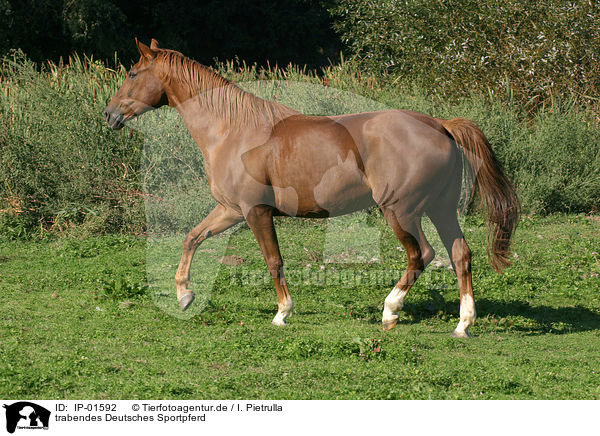 trabendes Deutsches Sportpferd / trotting horse / IP-01592