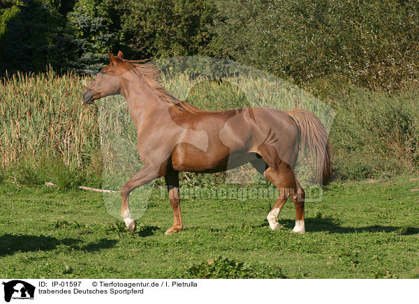 trabendes Deutsches Sportpferd / trotting horse / IP-01597